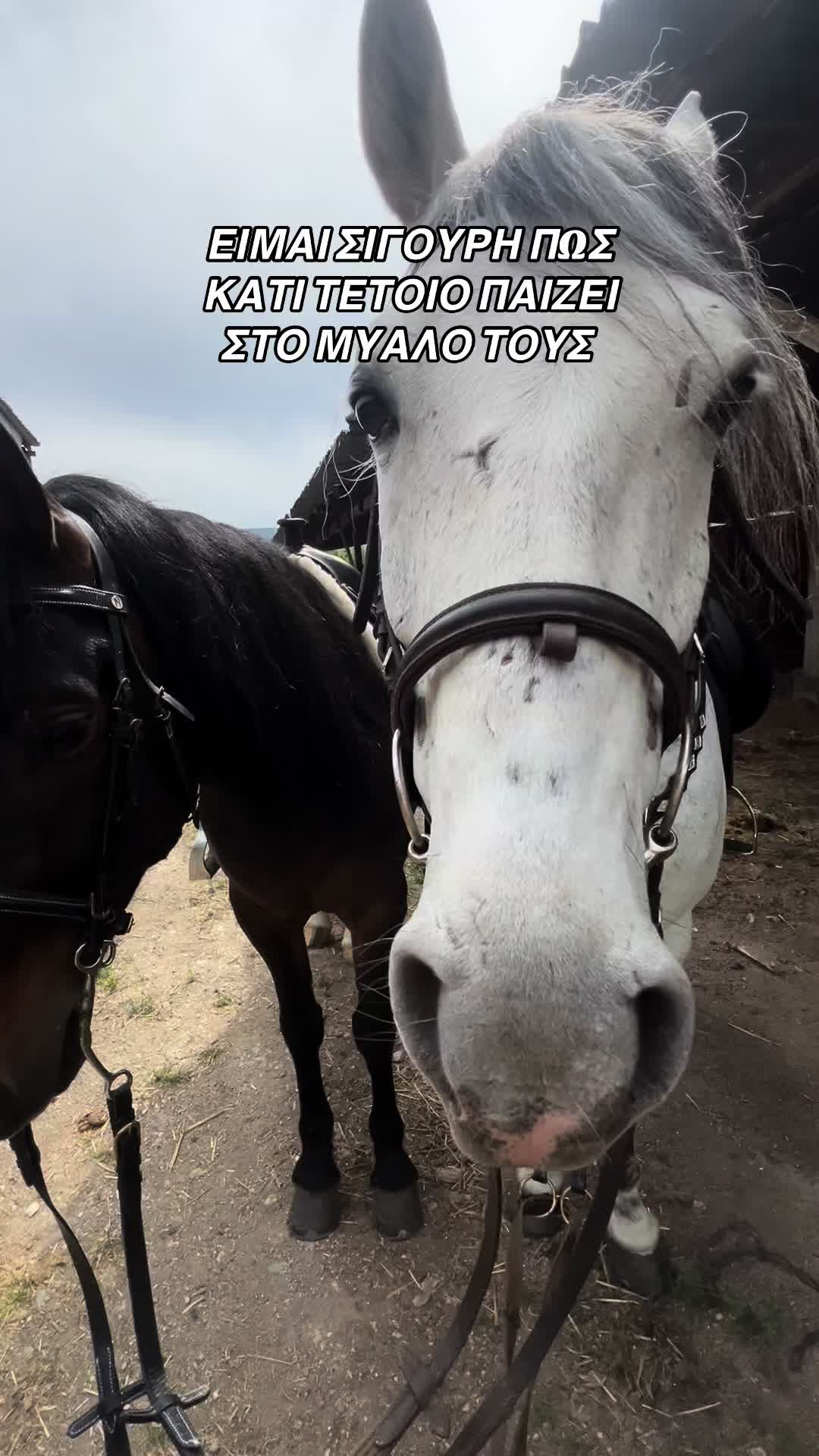 @Tatsiou🐎