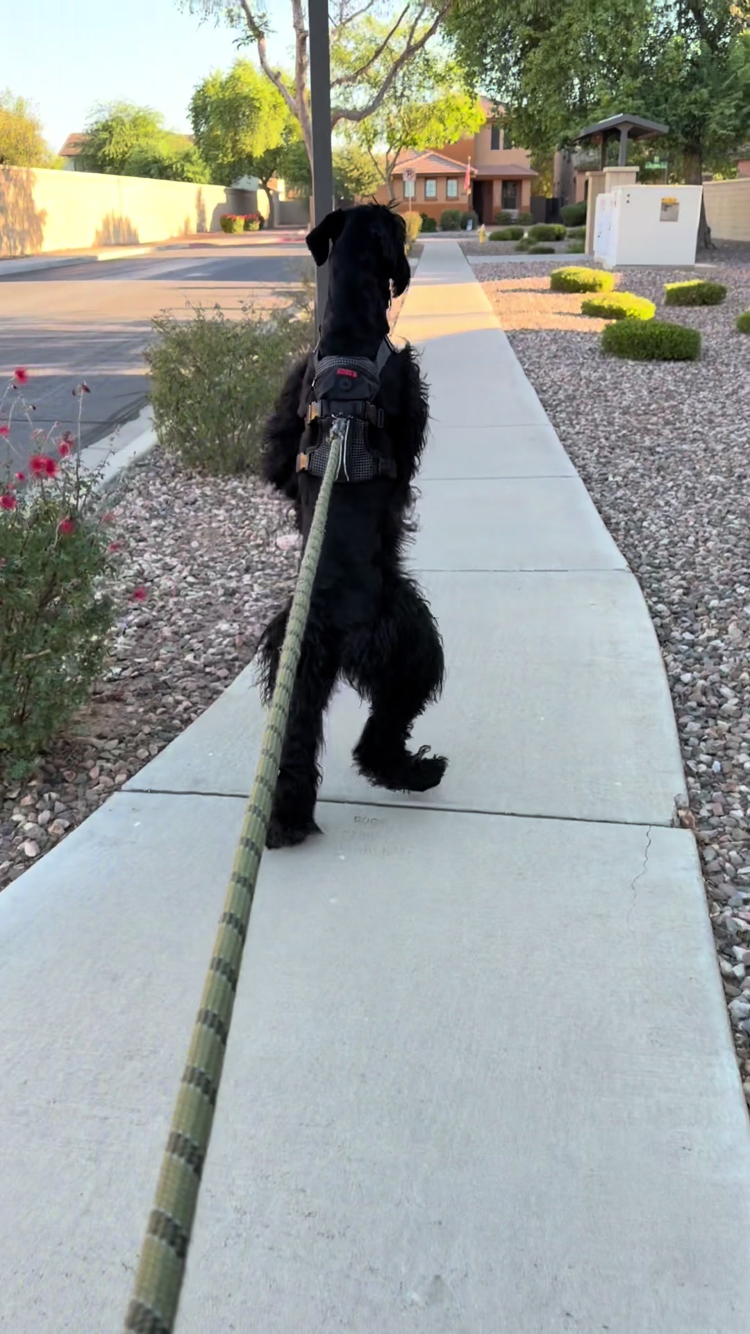 @Fiona Walks