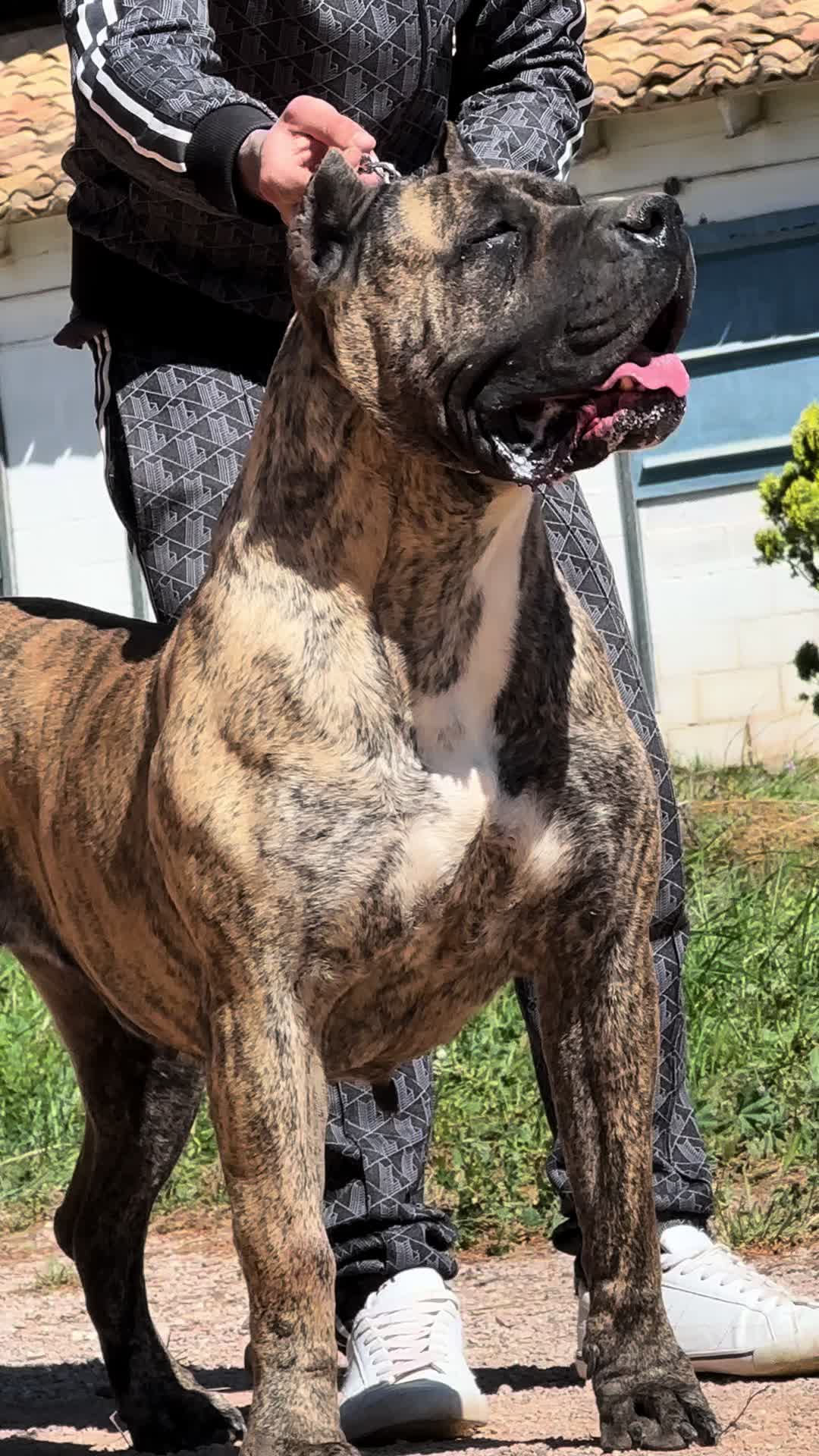 @Alberto Presa Canario Sanz