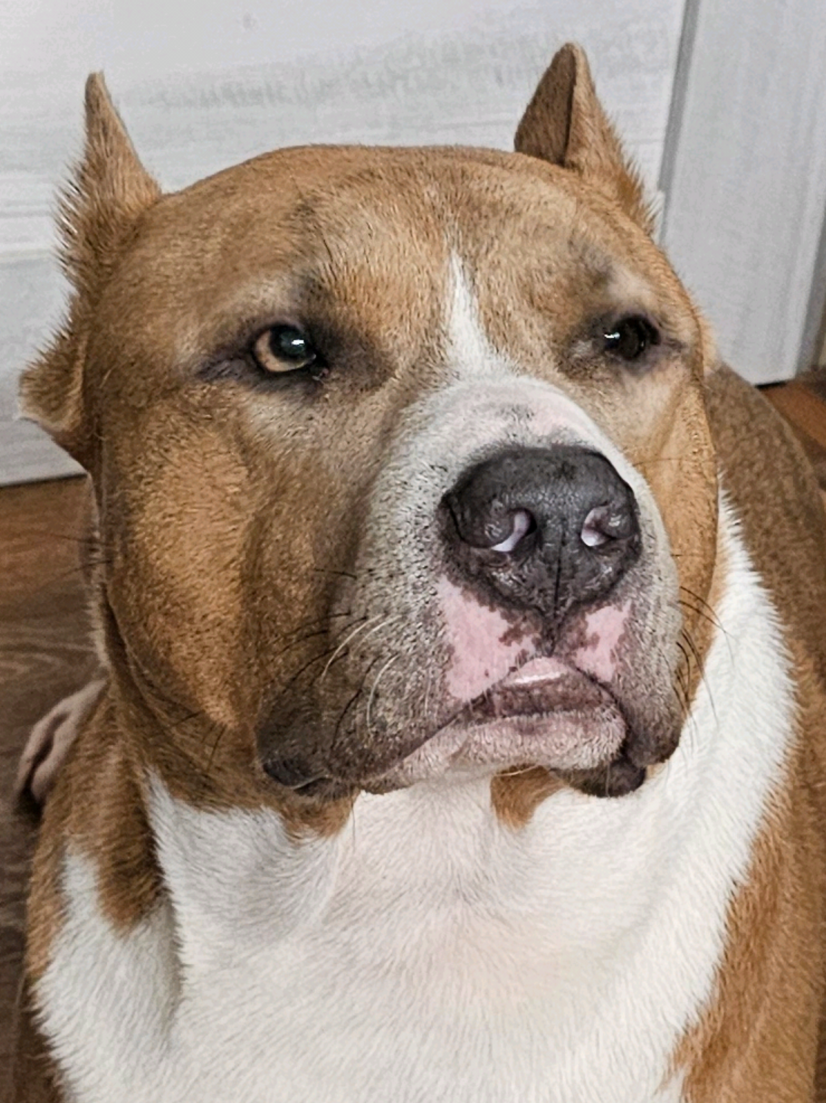 @Pitbul Fred