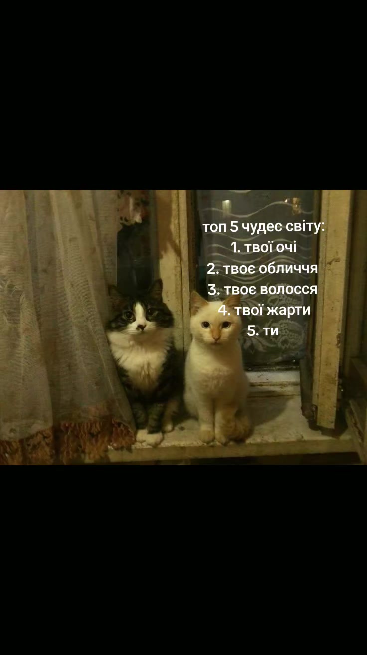 @ฅ^•ﻌ•^ฅ