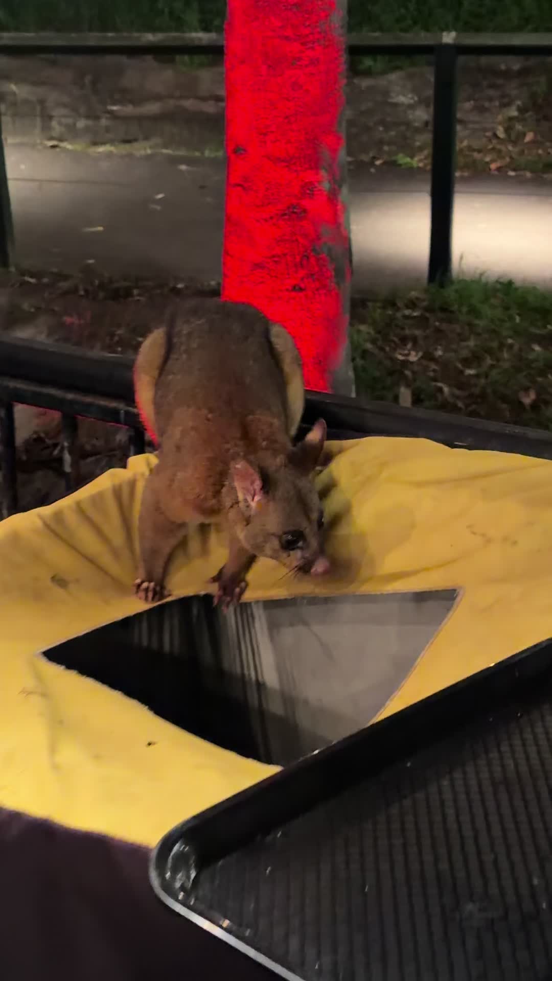 @Leopold | Australia 🇦🇺🐨🦘