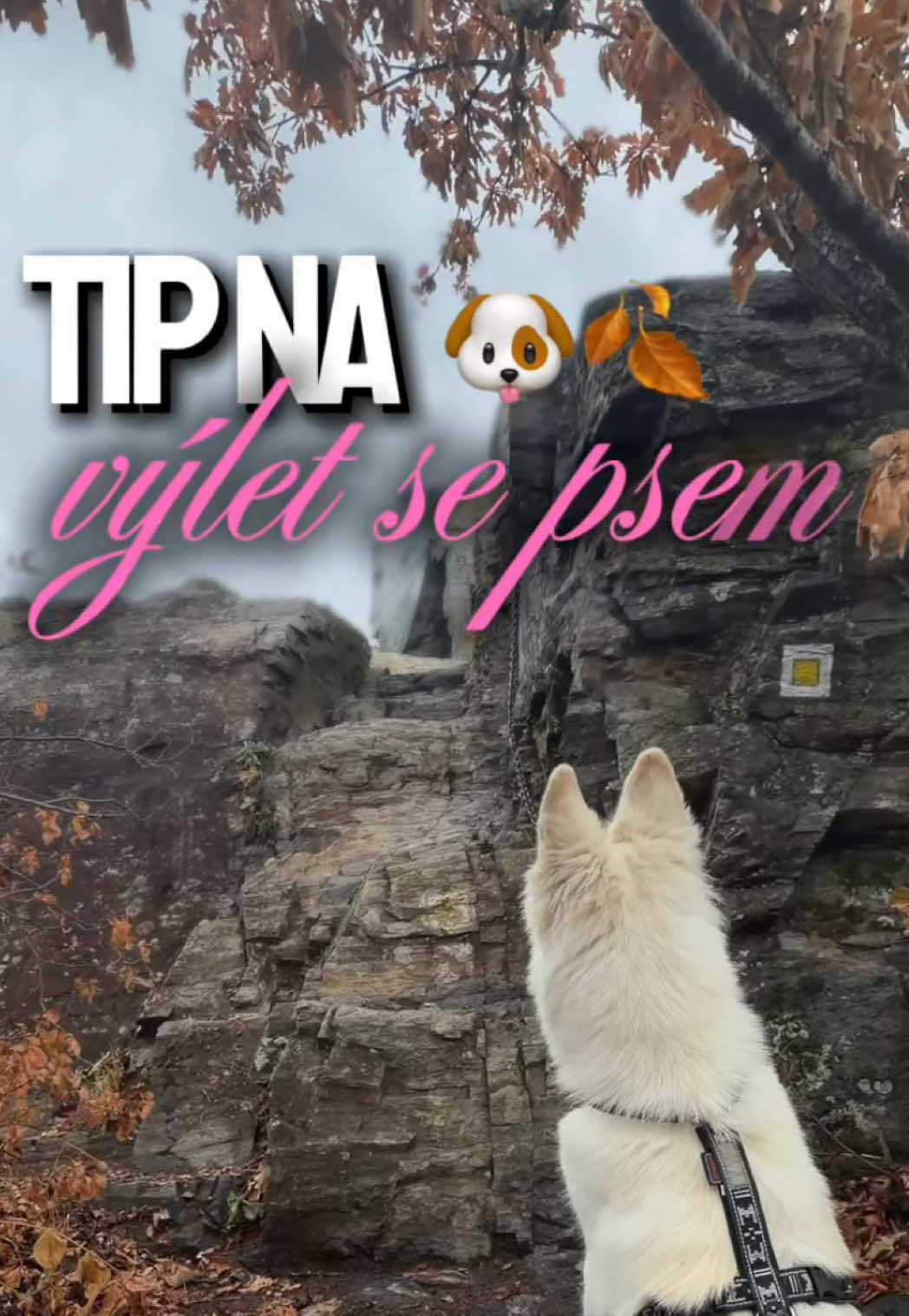 @Martina | Život se psem