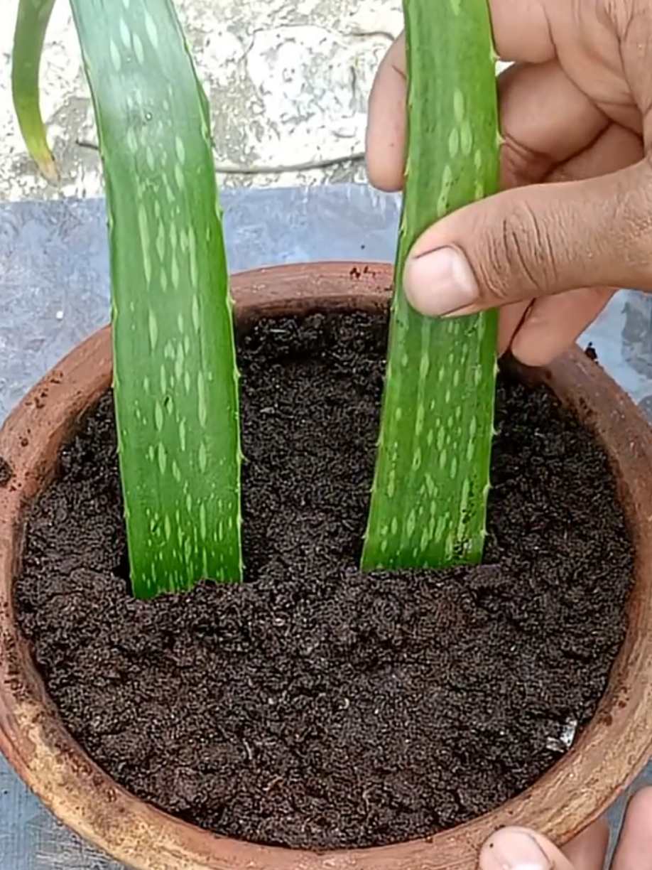 @PlantsLife