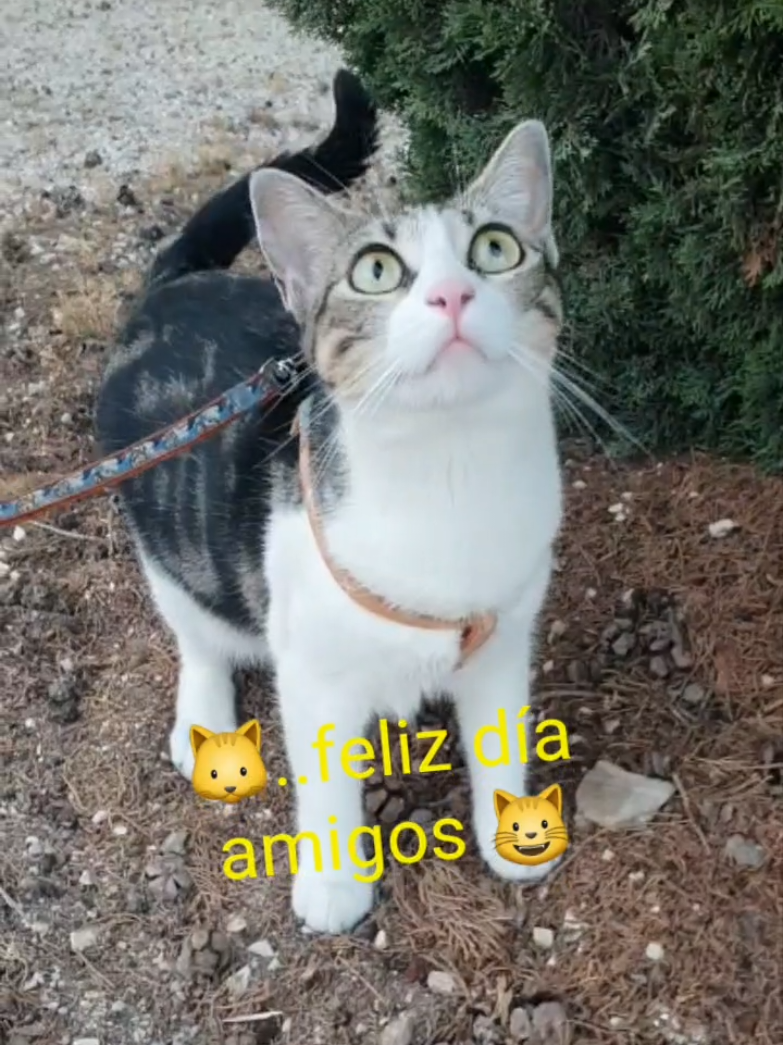 @nikii