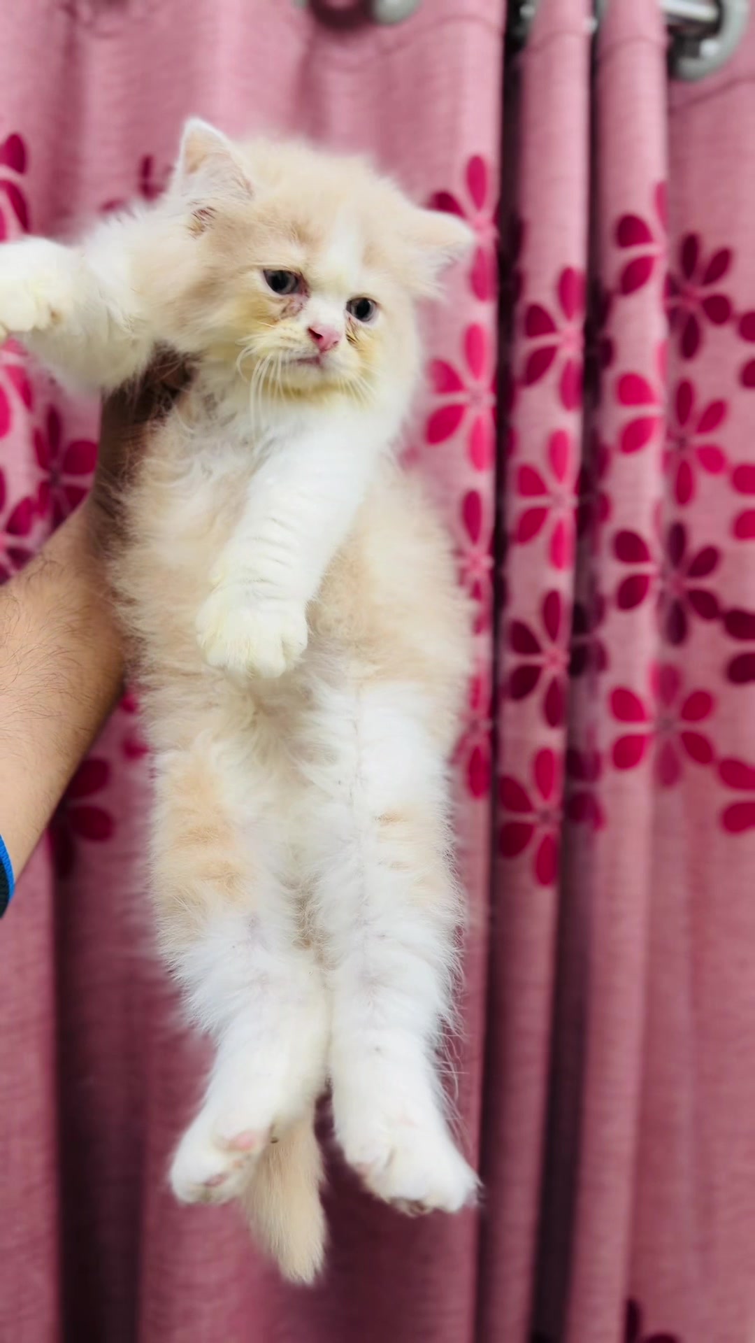 @Persian Cat Society❤️&zwj;🩹