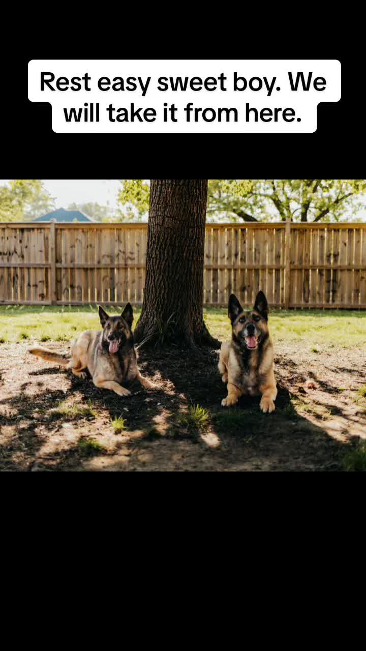 @K9Lady