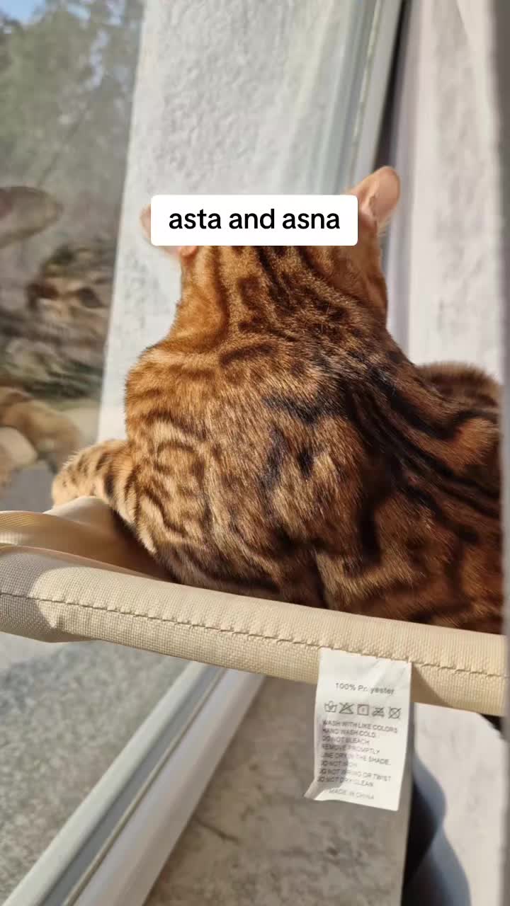 @Bengal Asta