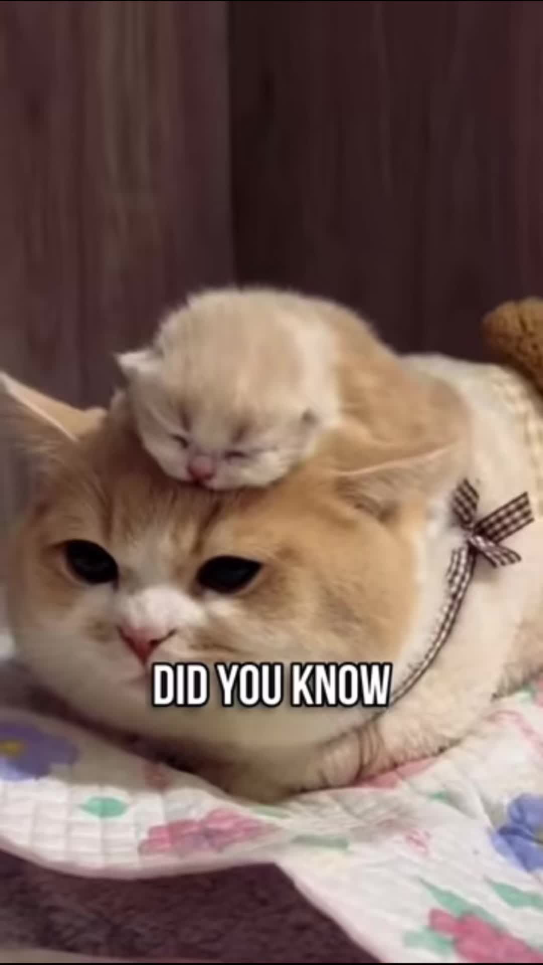 @pawsentials.store