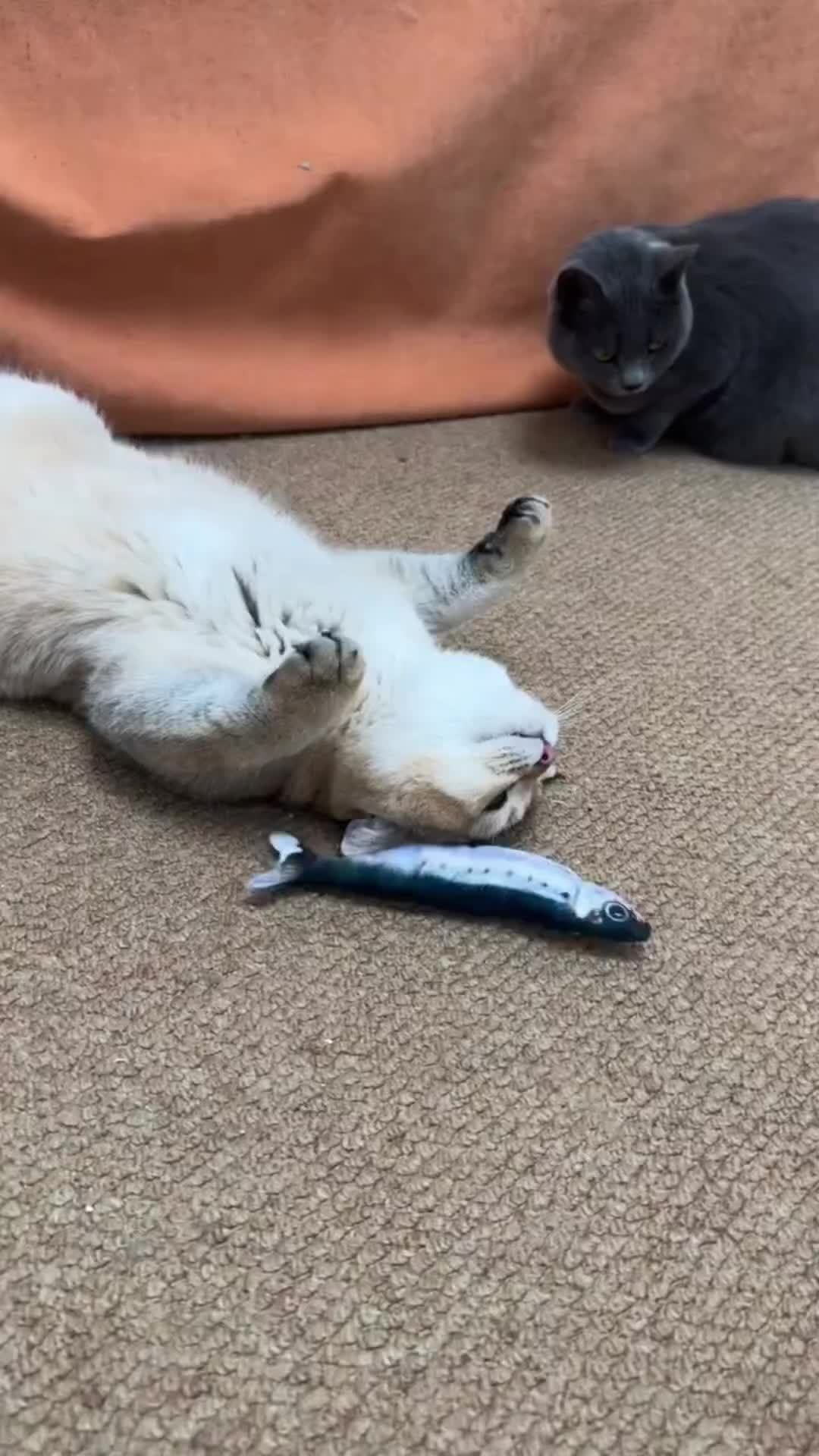 @fluffypet