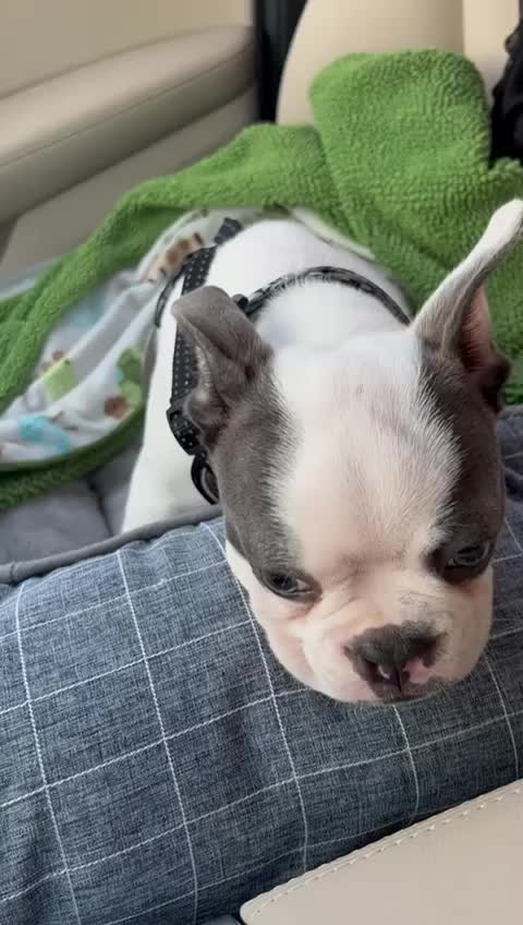 @Boston terrier