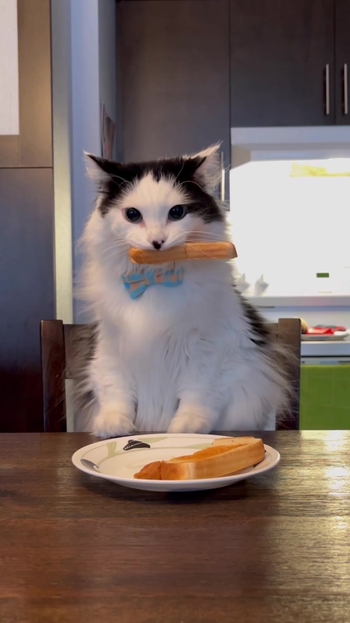 @The Oreo Cat