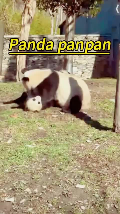@Many pandas