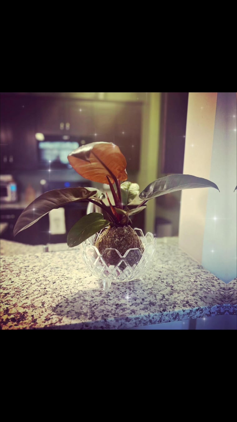 @Art-Plant-Upcycle