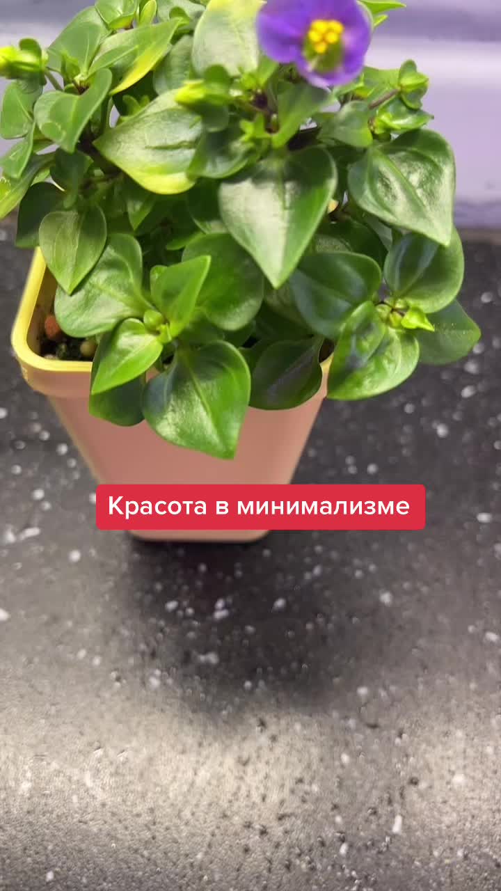 @Елена 🌱 Рай можно купить