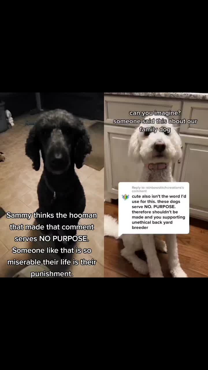 @SammyDoodle🙂