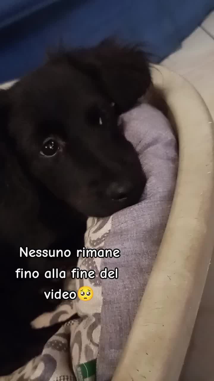 @Whisky&Jenny Golden retriever