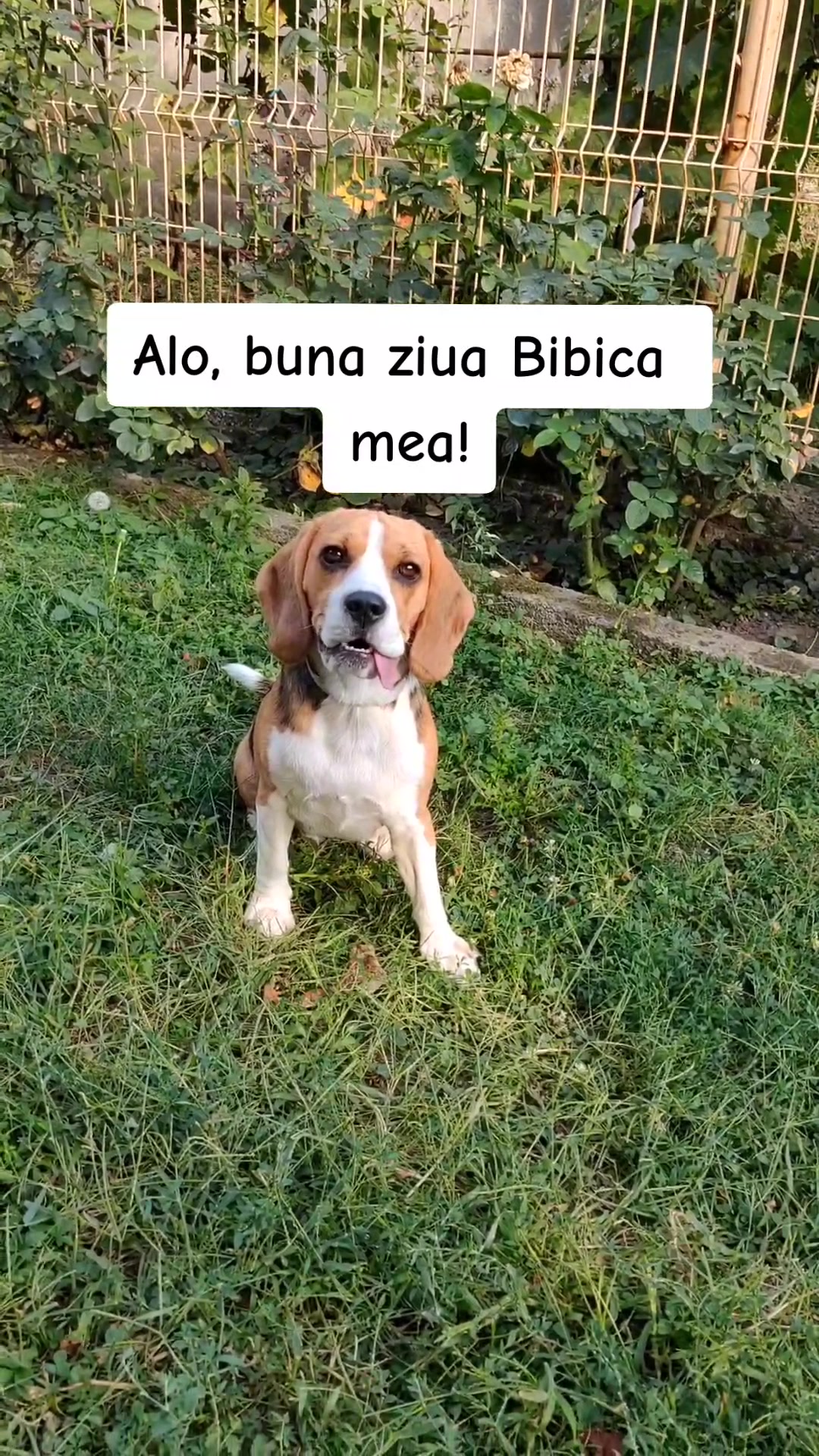 @Bogdănel 😎 & 🐶 Masha