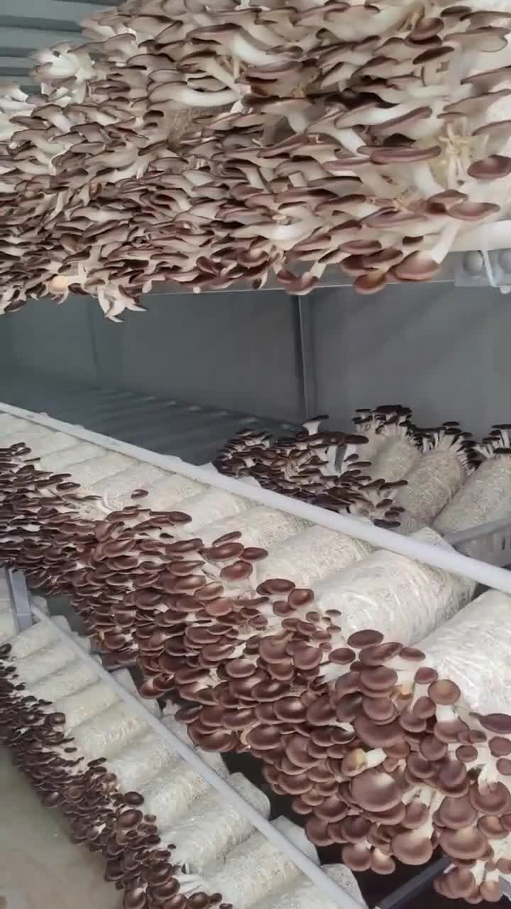 @satrisemushroom