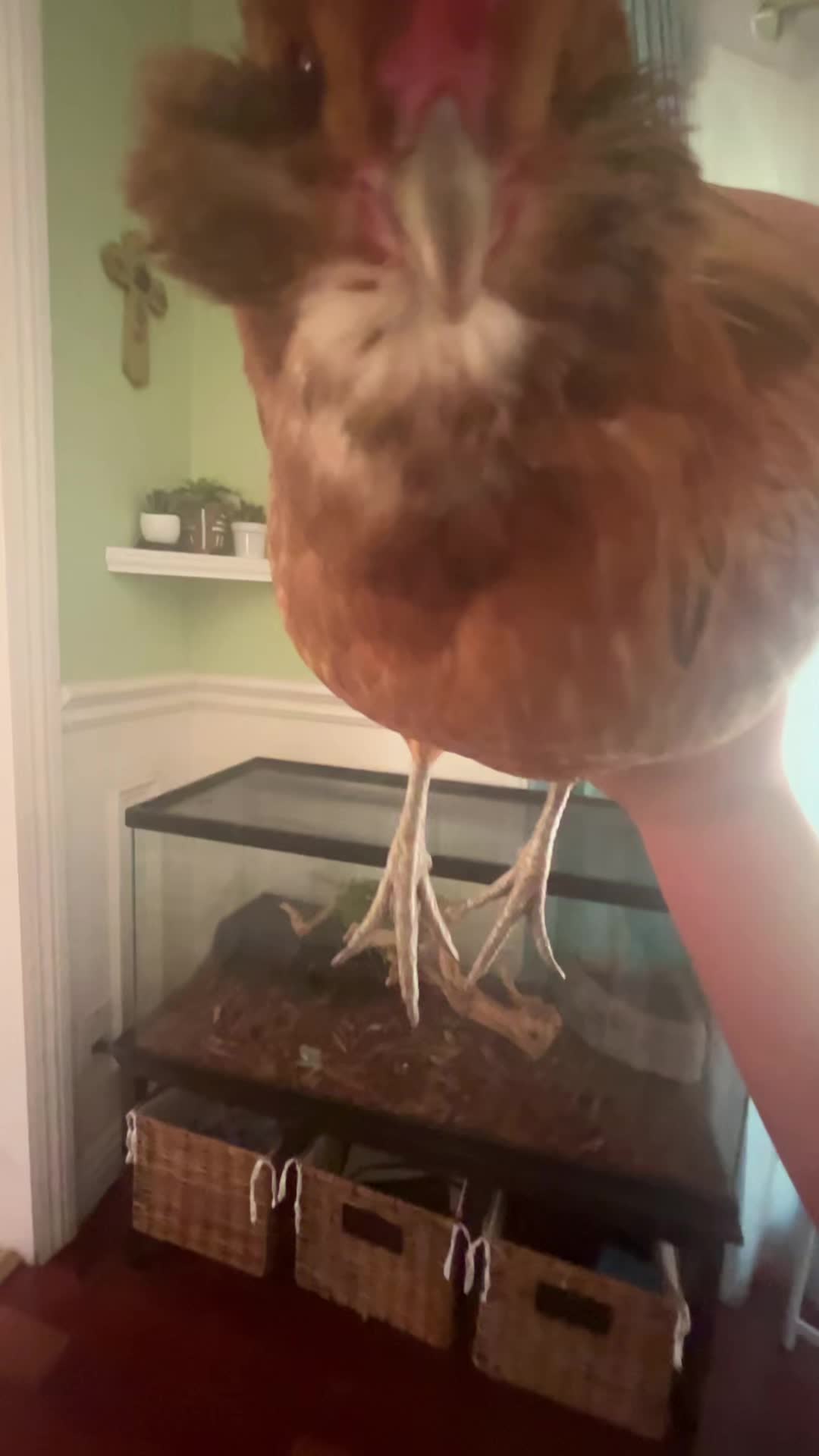 @Seven_mightyhens