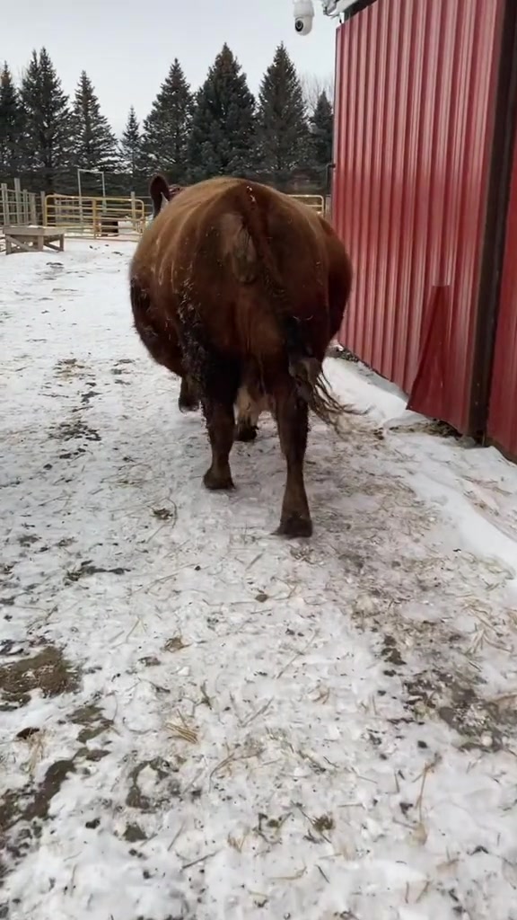 @Circle E Ranch Red Angus MN