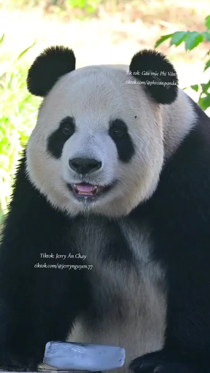 @Gấu tr&uacute;c Phi V&acirc;n
