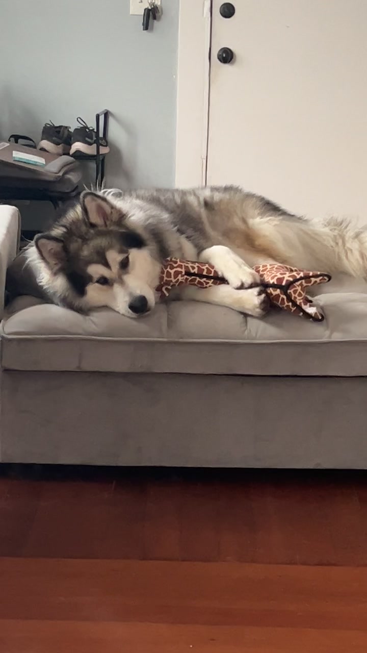 @KokaKoaTheAlaskanMalamute