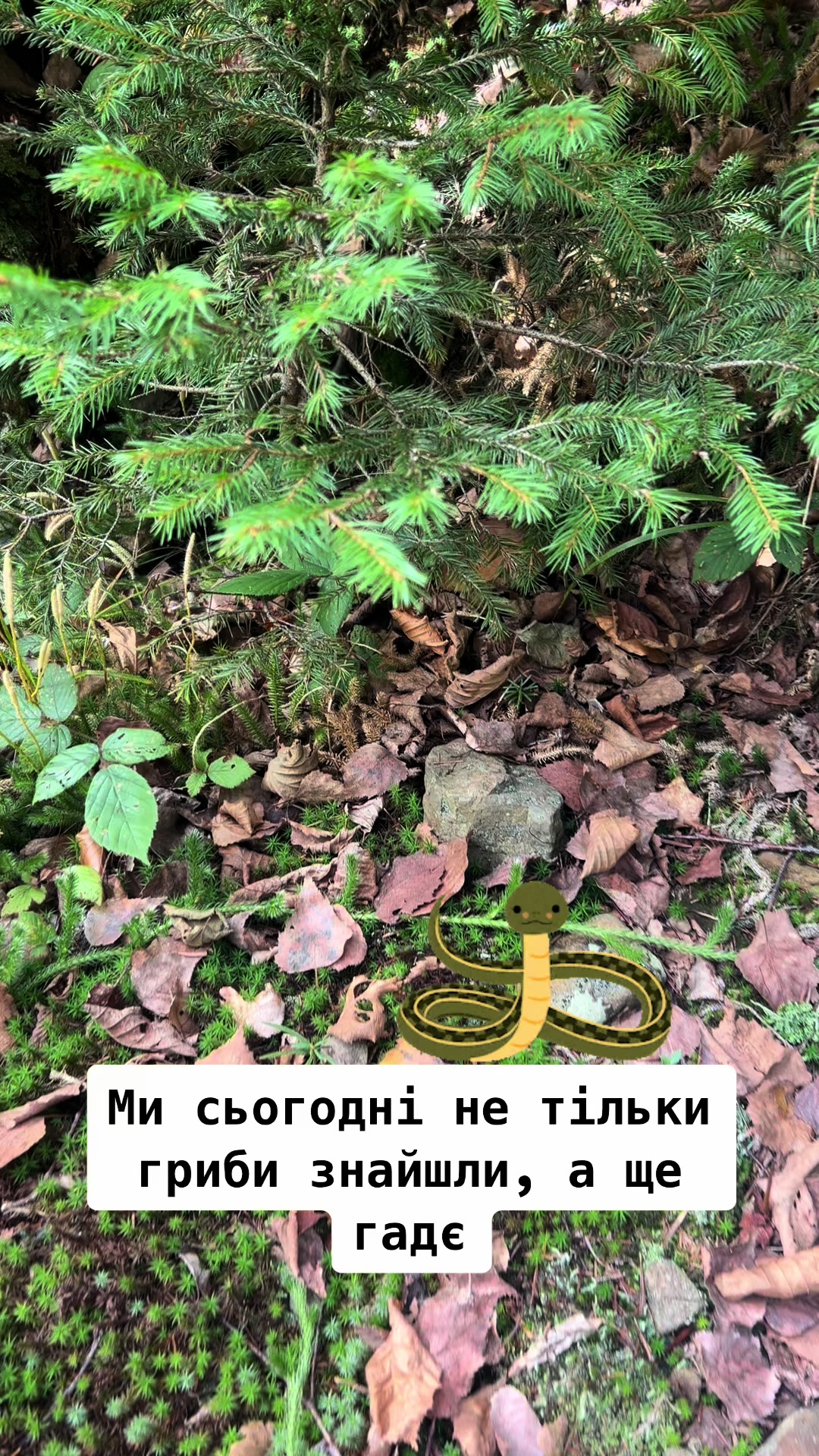 @Ірина Грицюк