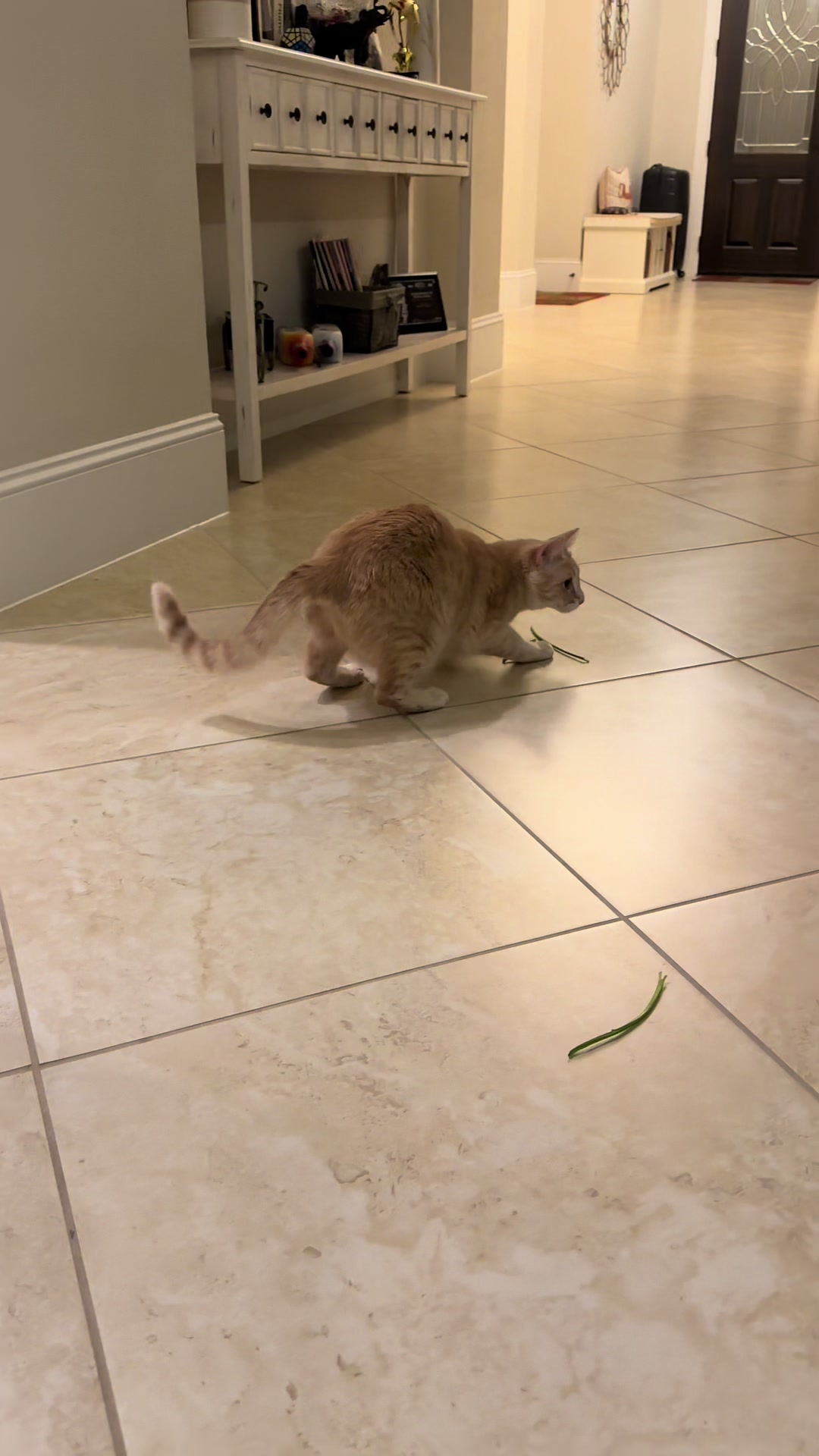@roti_the_cat