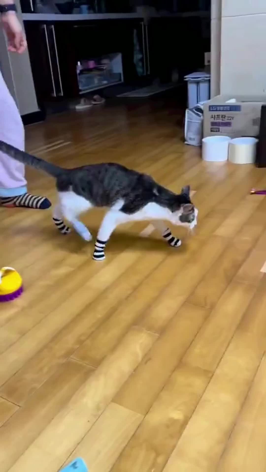 @Pet Guru