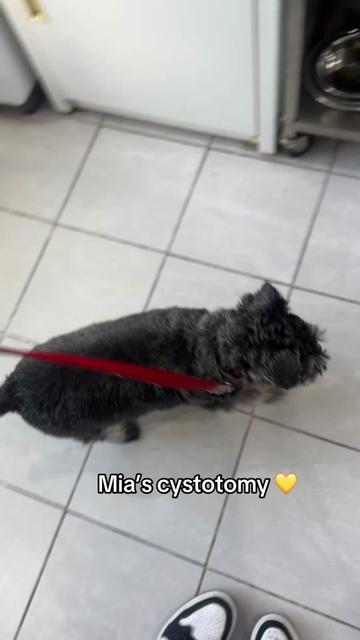 @Vets for Pets