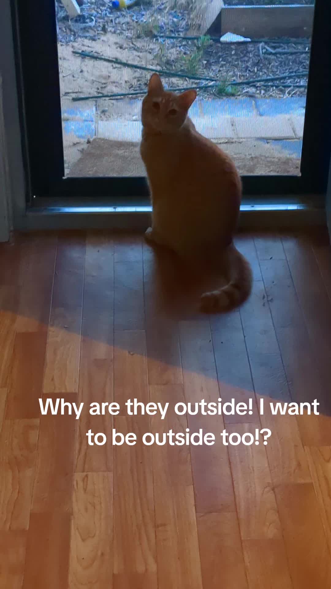 @Gingerninger_cat2021