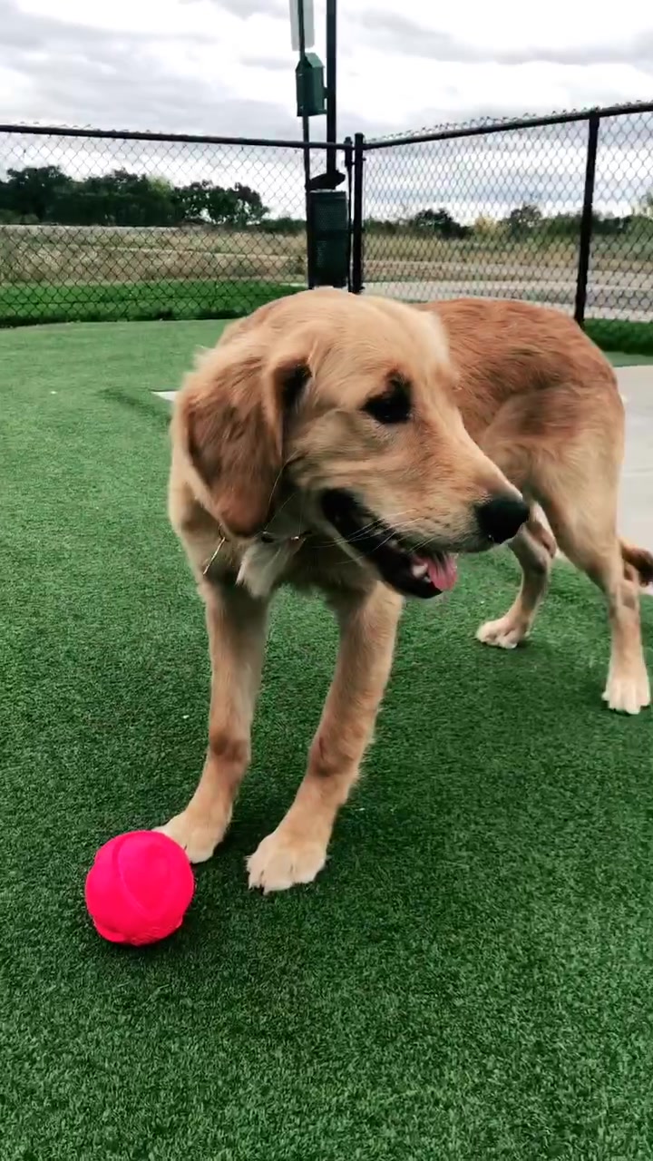 @riley_the_nugget