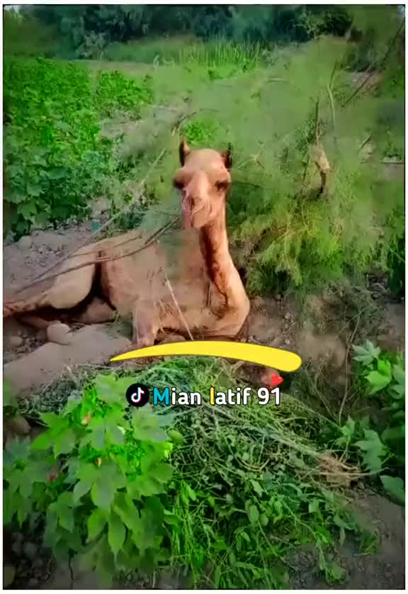 @جام صاحب