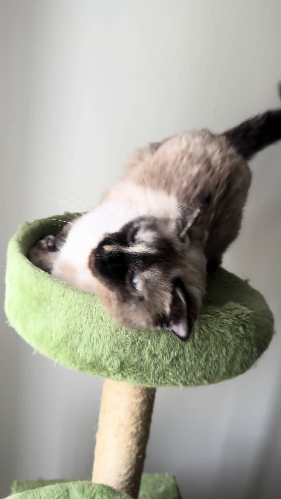@KittyFam