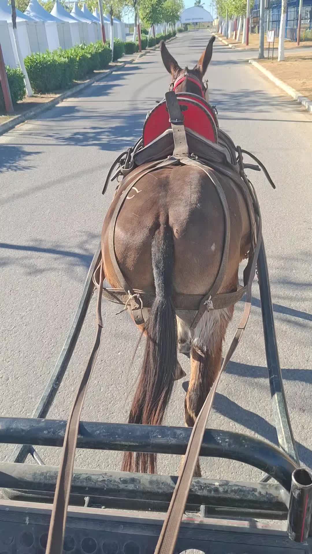 @Jos&eacute;_Amodeo_013