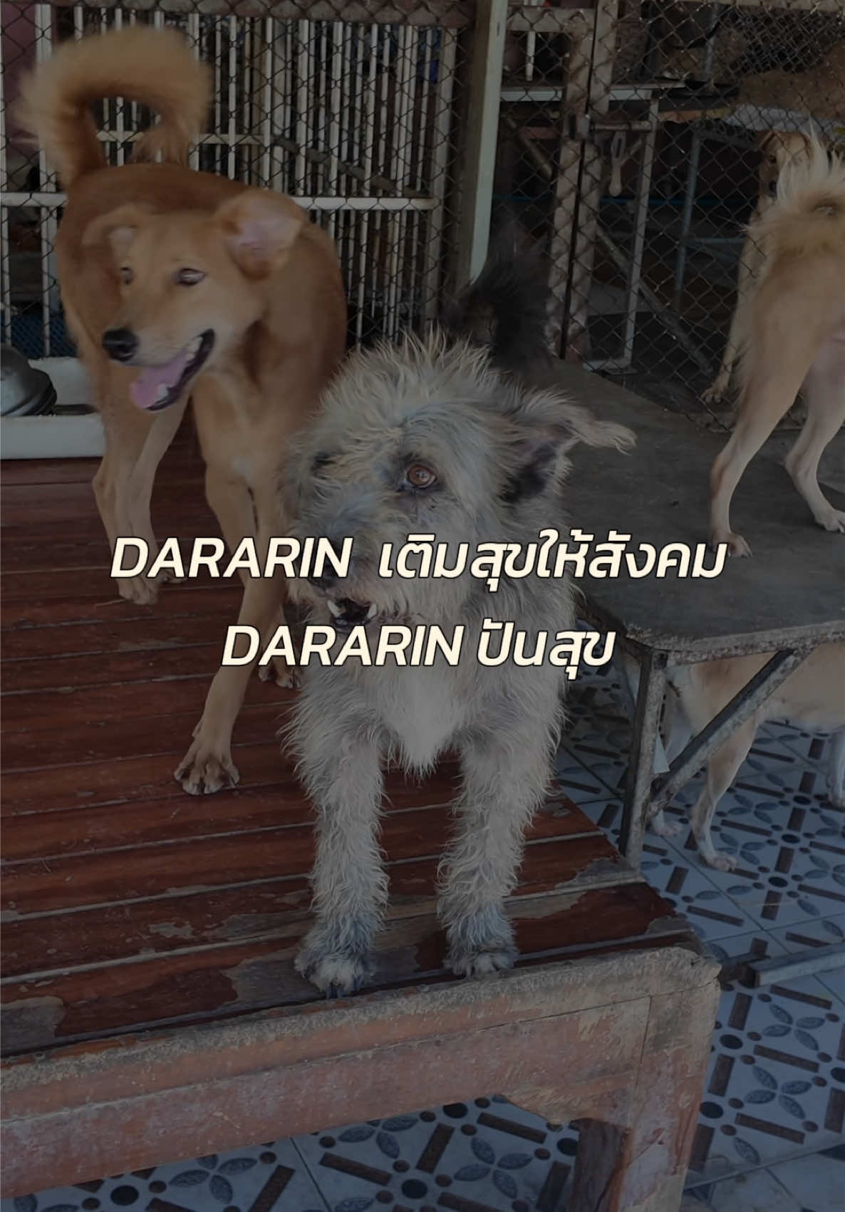 @DARARIN Thailand