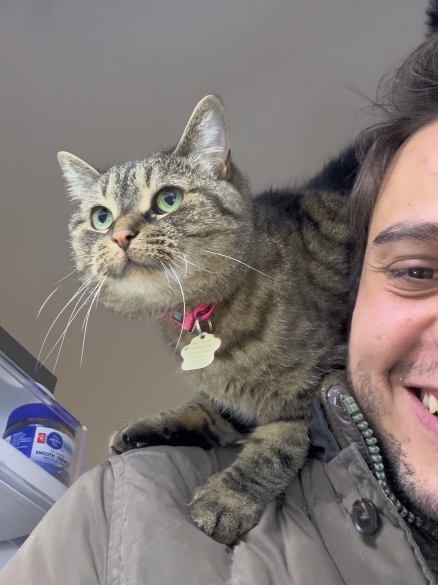 @Bellarda the cat