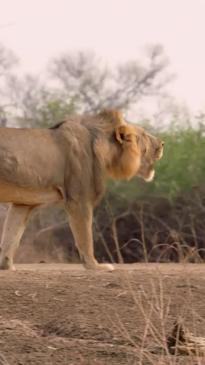 @Predator Life