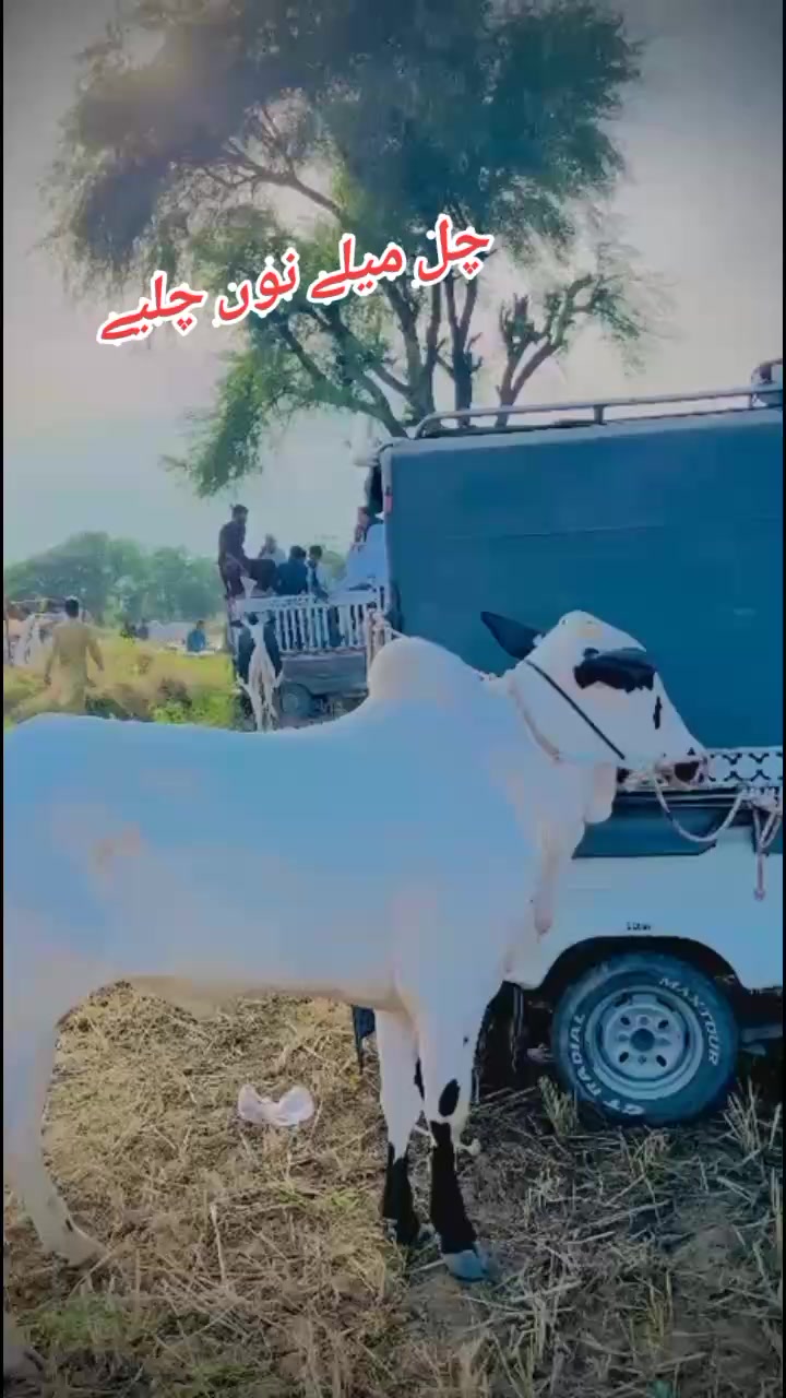 @چوہدری حماد