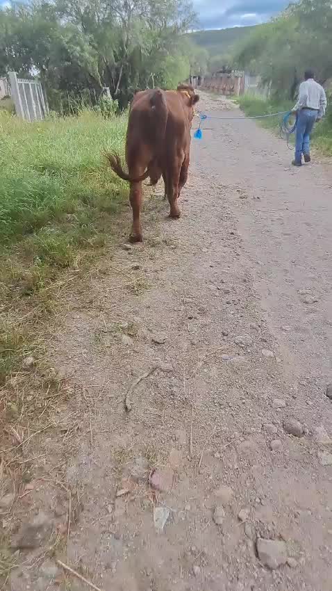 @joserefugiodiaz49