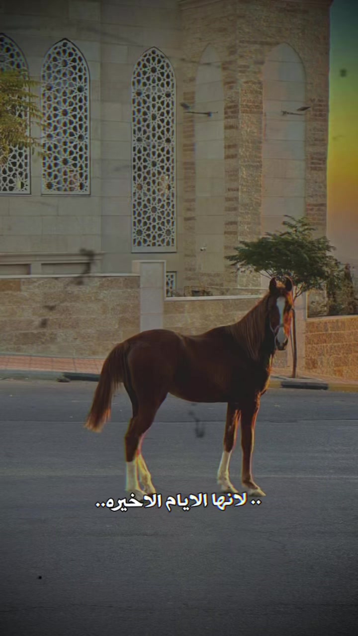@Morad_Almanaseer