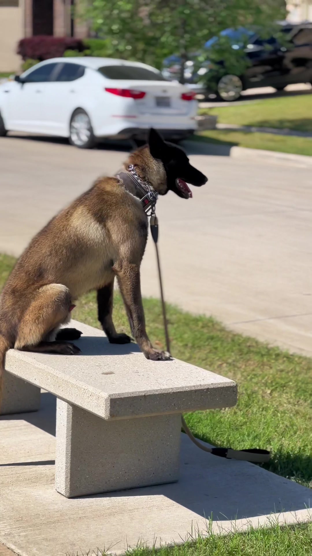 @CommCanine