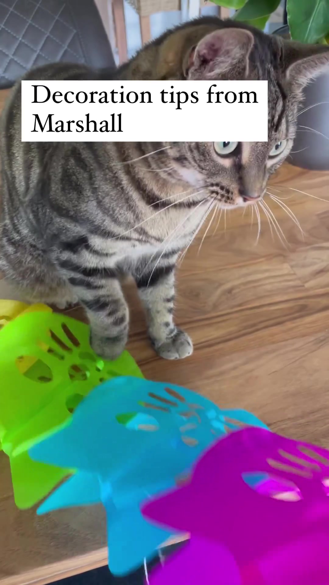@Purrfect Spark