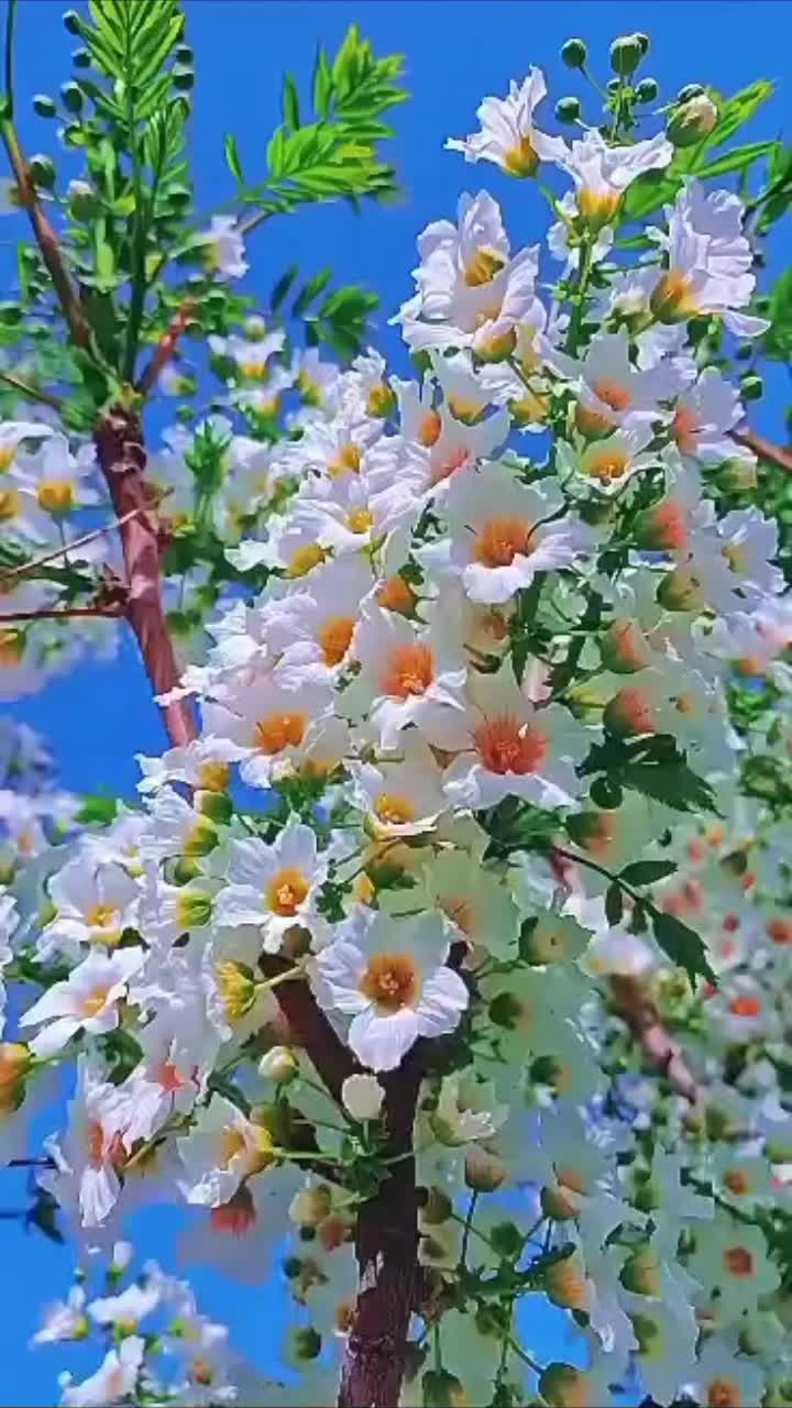 @hərbiçi_oğlanları
