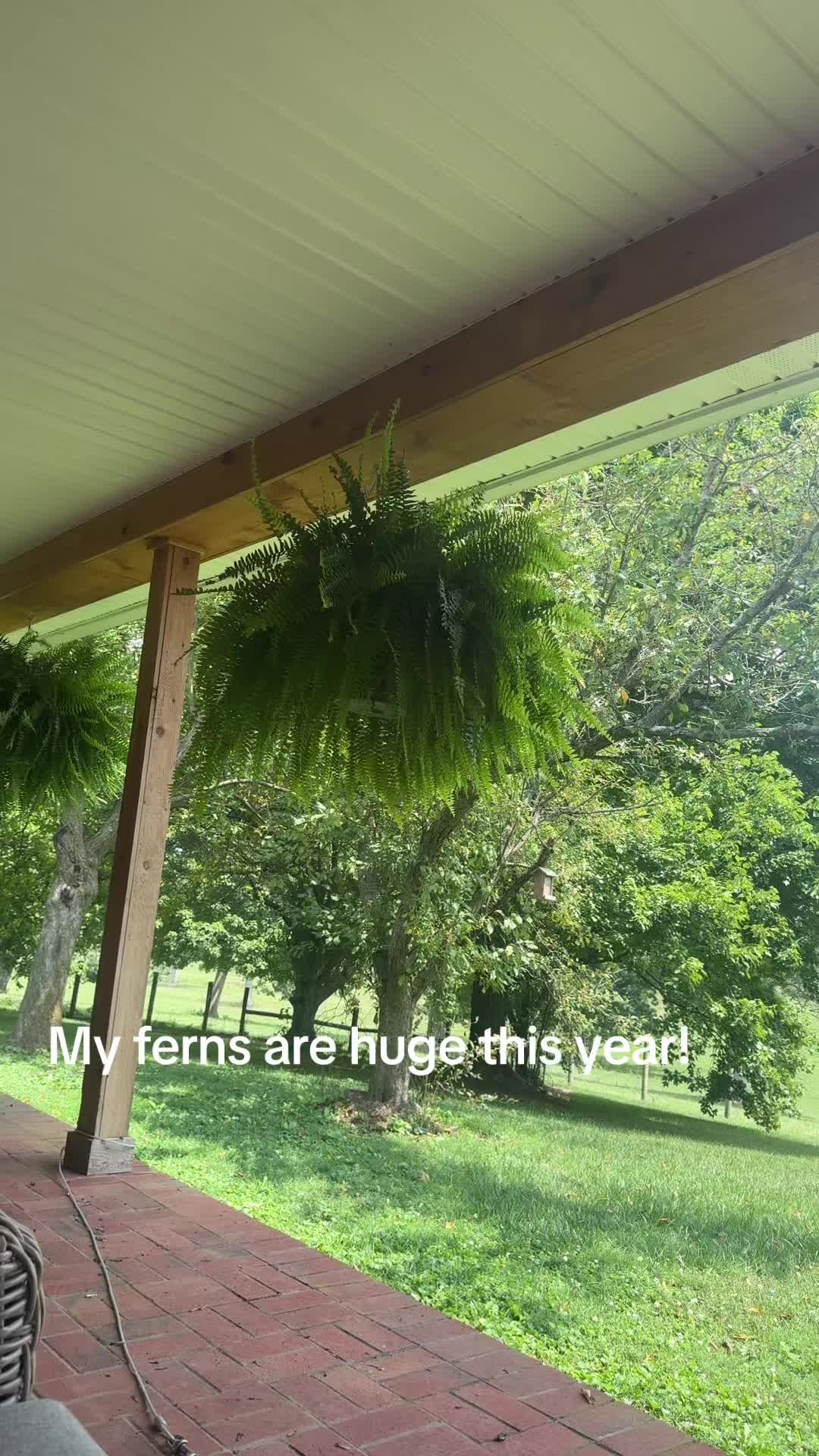 @rrfcattle