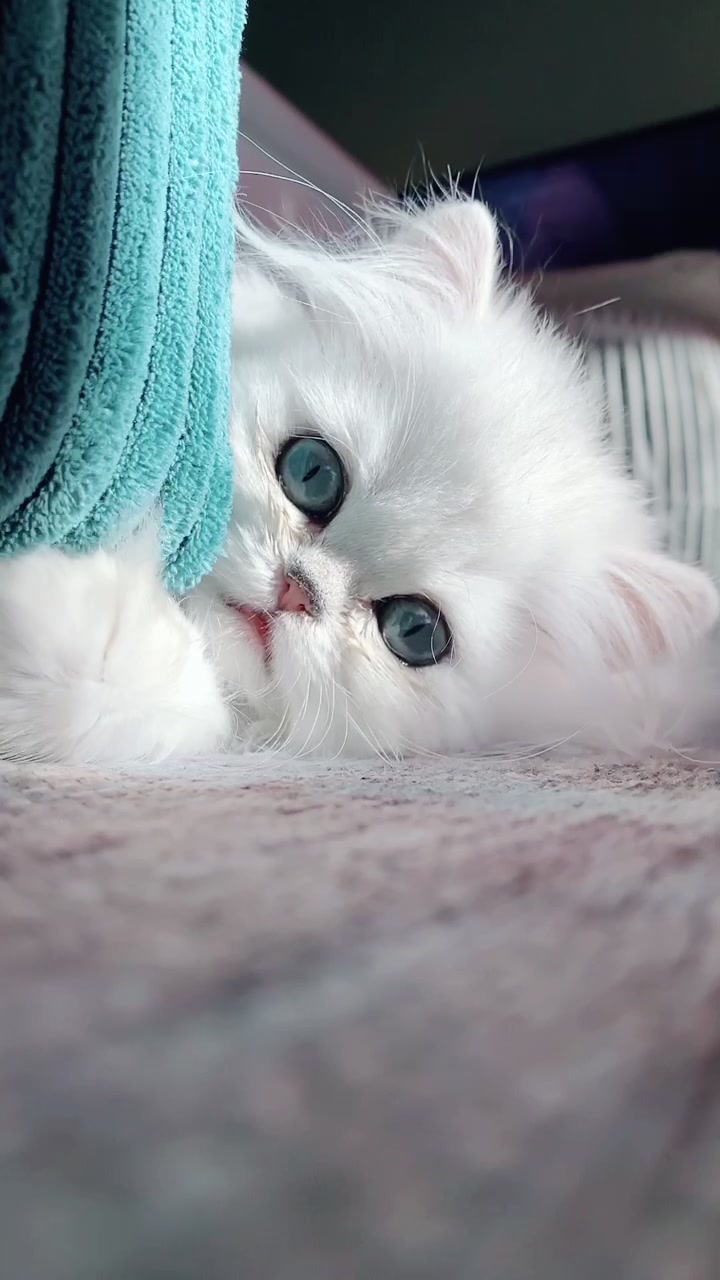 @Dutchkittycat