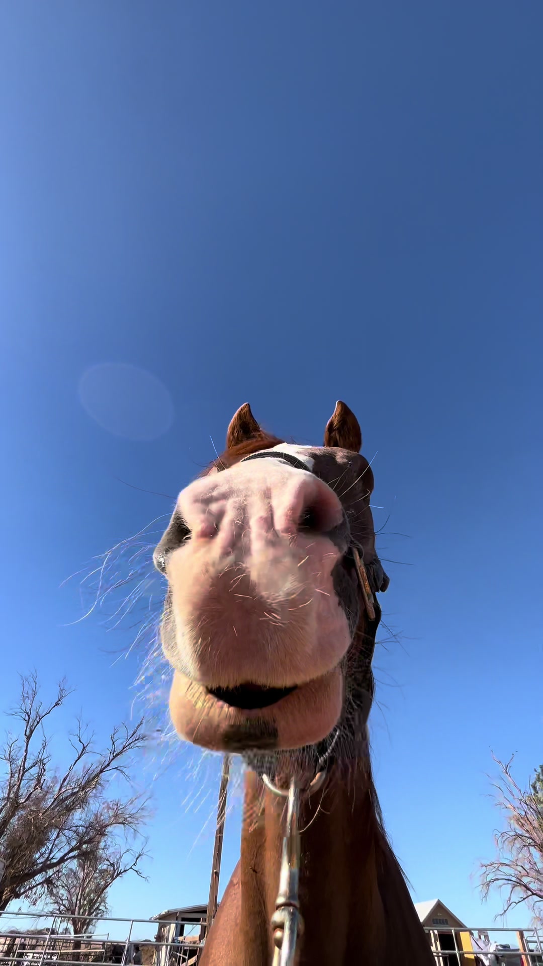 @Hooves ‘n Hearts Equine Rescue