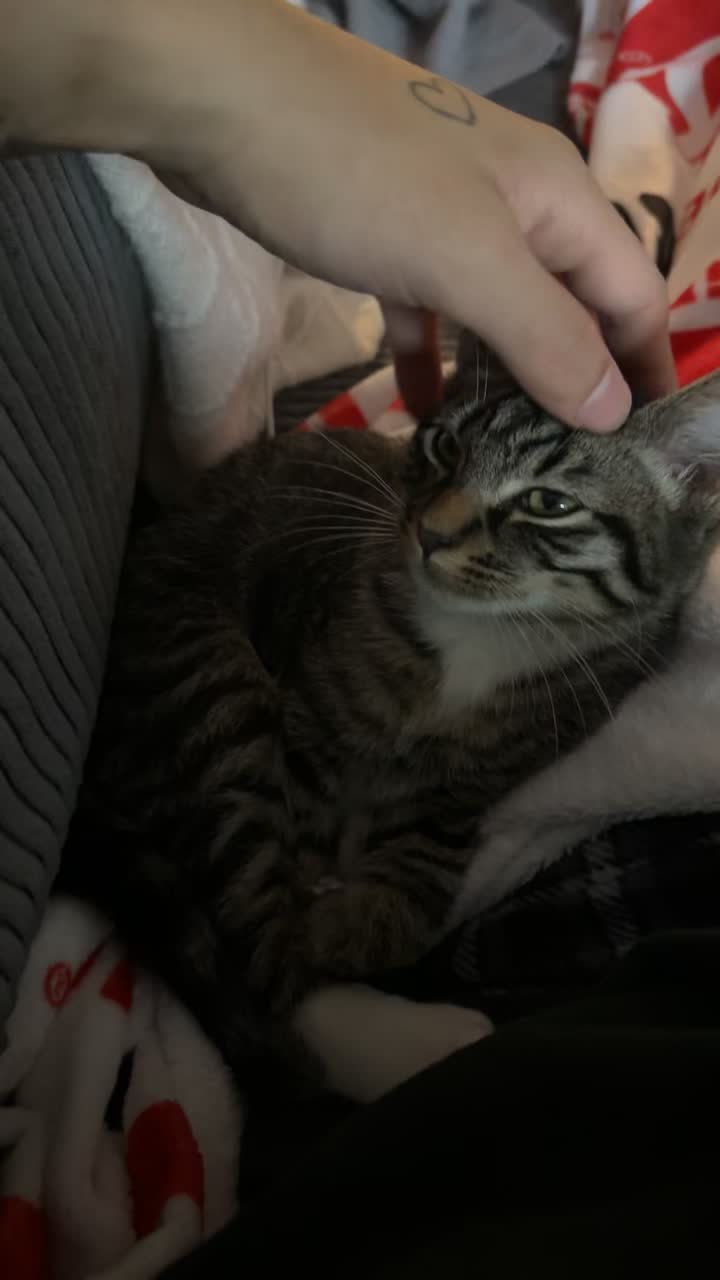 @KittyFam