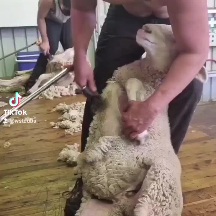 @Only shearing